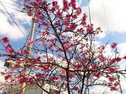 沖縄の桜.jpg