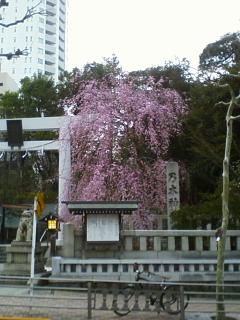垂れ桜.jpg