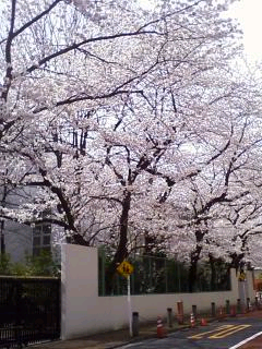 青山中の桜.bmp