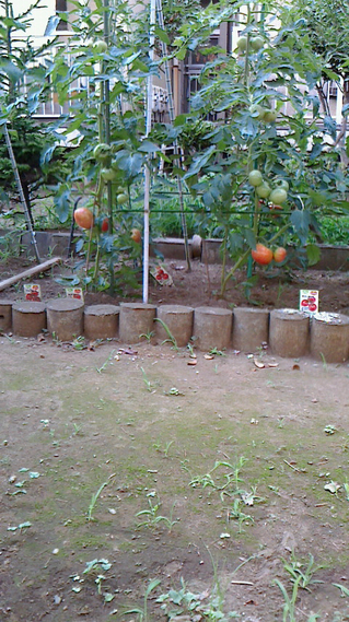 家庭菜園にトマト.bmp