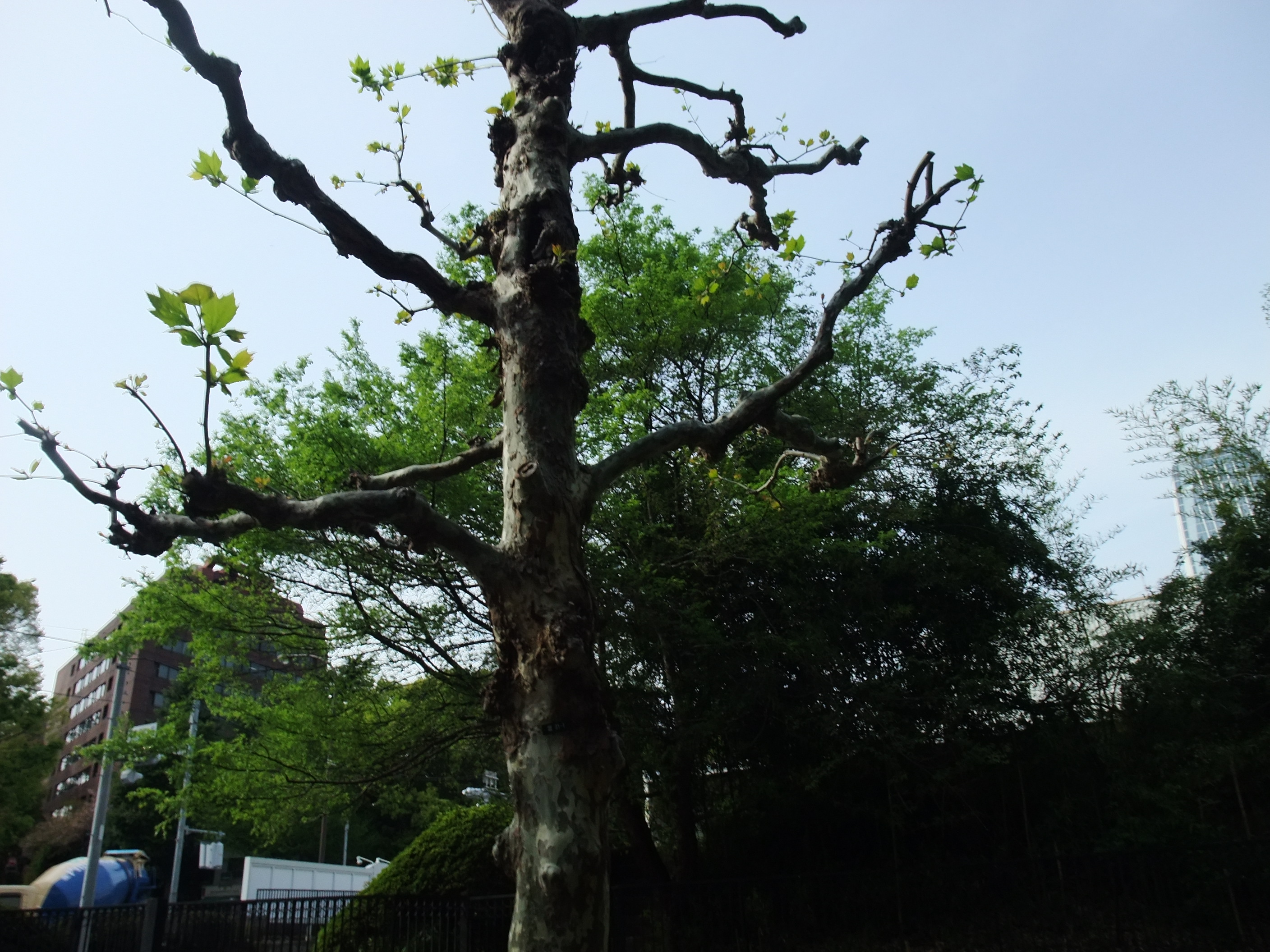 枯れ木の伐採 熊田ちづ子ブログ